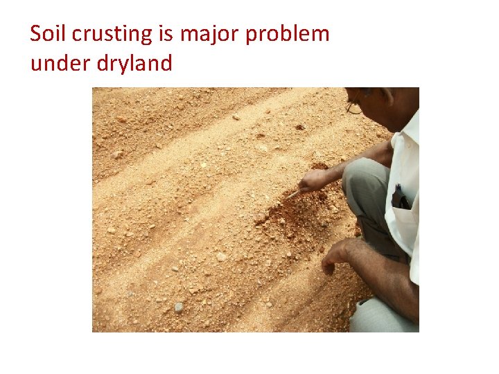 Soil crusting is major problem under dryland 