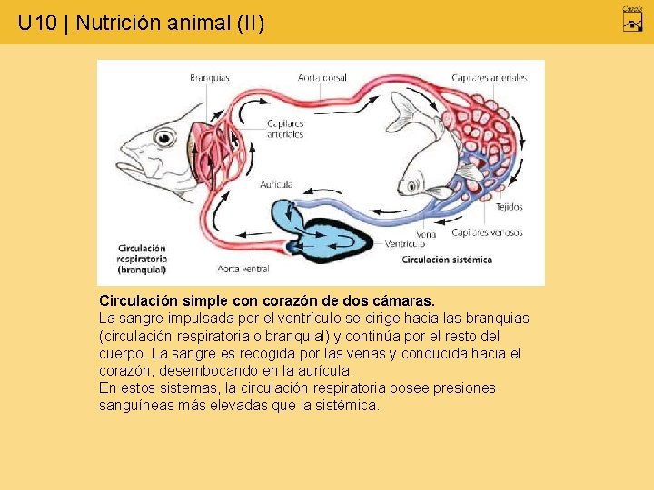 U 10 | Nutrición animal (II) Circulación simple con corazón de dos cámaras. La