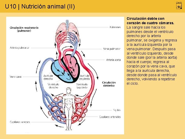 U 10 | Nutrición animal (II) Circulación doble con corazón de cuatro cámaras. La