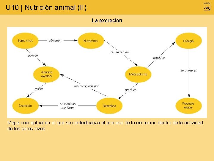 U 10 | Nutrición animal (II) La excreción Mapa conceptual en el que se