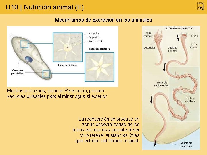 U 10 | Nutrición animal (II) Mecanismos de excreción en los animales Muchos protozoos,