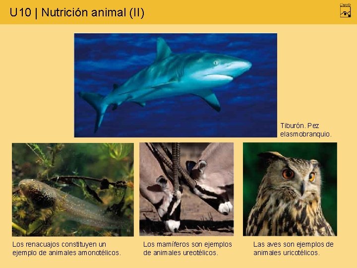 U 10 | Nutrición animal (II) Tiburón. Pez elasmobranquio. Los renacuajos constituyen un ejemplo