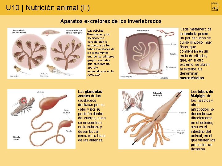 U 10 | Nutrición animal (II) Aparatos excretores de los invertebrados Las células flamígeras