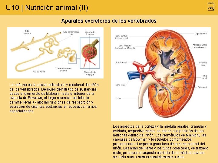 U 10 | Nutrición animal (II) Aparatos excretores de los vertebrados La nefrona es