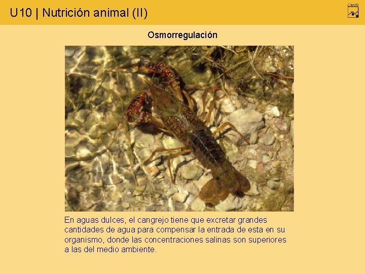 U 10 | Nutrición animal (II) Osmorregulación En aguas dulces, el cangrejo tiene que