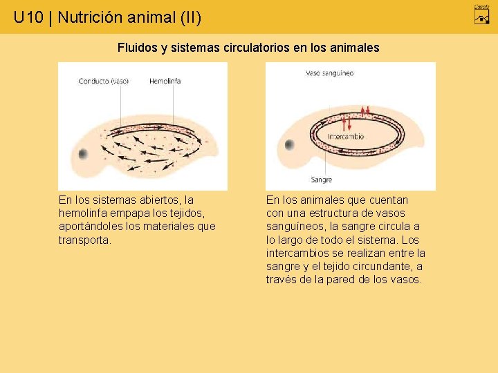 U 10 | Nutrición animal (II) Fluidos y sistemas circulatorios en los animales En