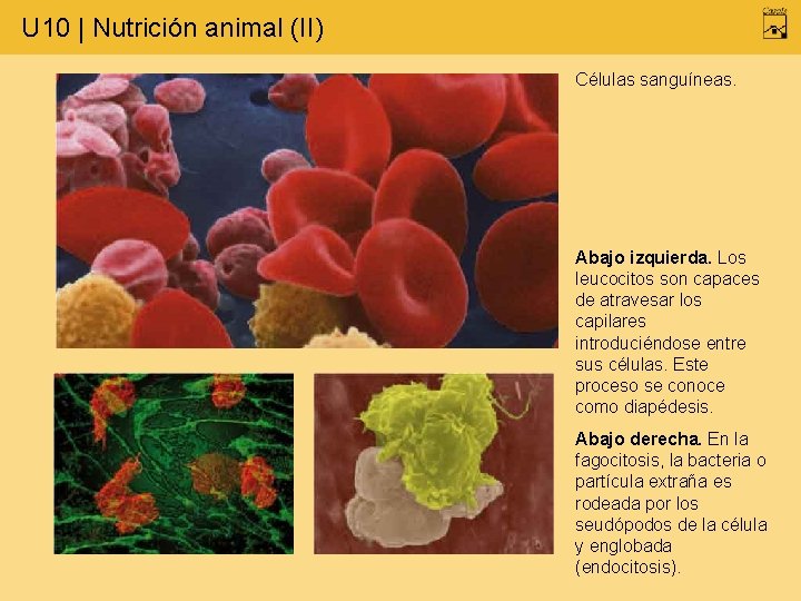 U 10 | Nutrición animal (II) Células sanguíneas. Abajo izquierda. Los leucocitos son capaces