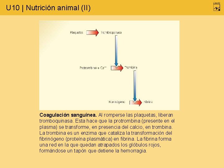 U 10 | Nutrición animal (II) Coagulación sanguínea. Al romperse las plaquetas, liberan tromboquinasa.