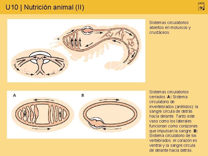 U 10 | Nutrición animal (II) Sistemas circulatorios abiertos en moluscos y crustáceos. Sistemas