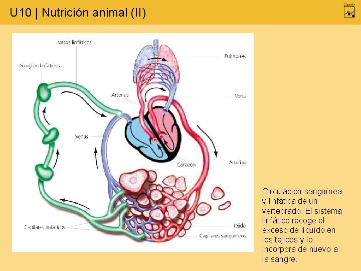 U 10 | Nutrición animal (II) Circulación sanguínea y linfática de un vertebrado. El