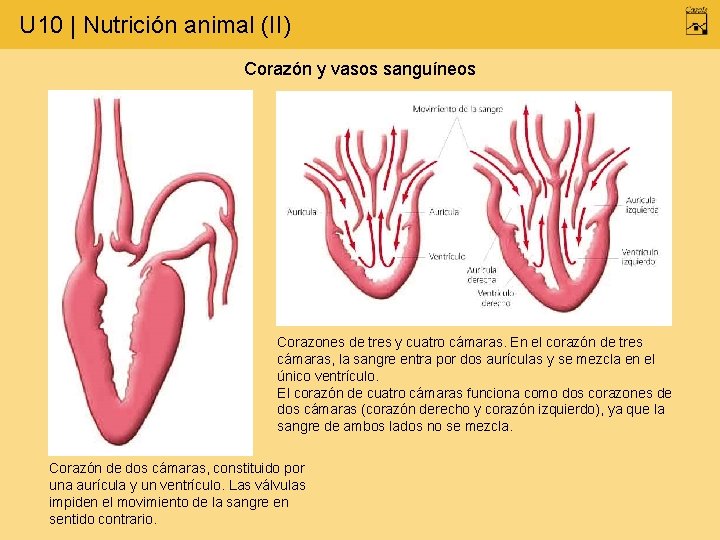 U 10 | Nutrición animal (II) Corazón y vasos sanguíneos Corazones de tres y