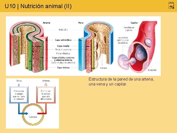 U 10 | Nutrición animal (II) Estructura de la pared de una arteria, una