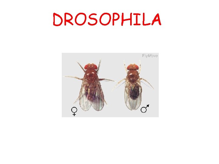 DROSOPHILA DROSOPHILA