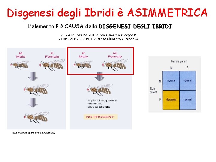 Disgenesi degli Ibridi è ASIMMETRICA L’elemento P è CAUSA della DISGENESI DEGLI IBRIDI CEPPO Disgenesi degli Ibridi è ASIMMETRICA L’elemento P è CAUSA della DISGENESI DEGLI IBRIDI CEPPO