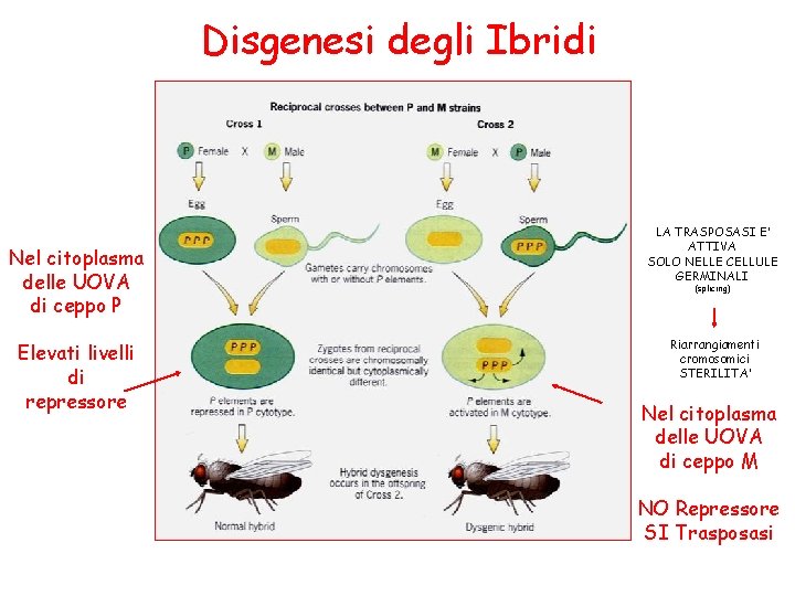 Disgenesi degli Ibridi Nel citoplasma delle UOVA di ceppo P Elevati livelli di repressore Disgenesi degli Ibridi Nel citoplasma delle UOVA di ceppo P Elevati livelli di repressore