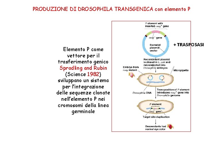 PRODUZIONE DI DROSOPHILA TRANSGENICA con elemento P Elemento P come vettore per il trasferimento PRODUZIONE DI DROSOPHILA TRANSGENICA con elemento P Elemento P come vettore per il trasferimento