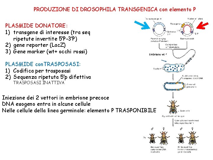PRODUZIONE DI DROSOPHILA TRANSGENICA con elemento P PLASMIDE DONATORE: 1) transgene di interesse (tra PRODUZIONE DI DROSOPHILA TRANSGENICA con elemento P PLASMIDE DONATORE: 1) transgene di interesse (tra