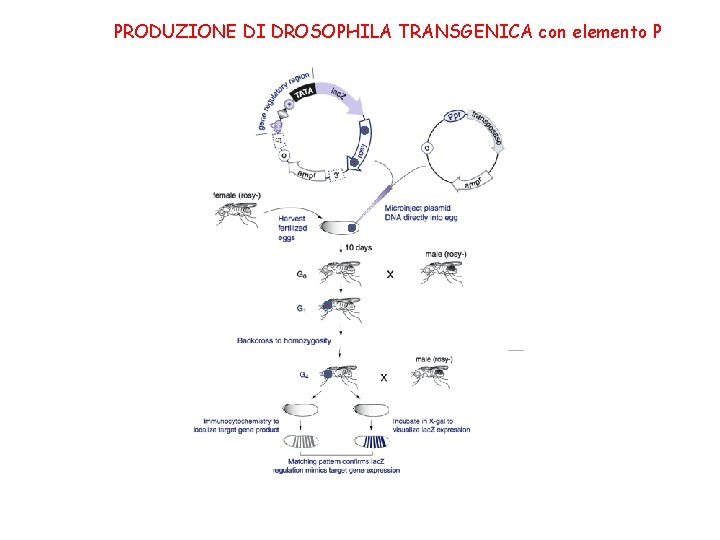 PRODUZIONE DI DROSOPHILA TRANSGENICA con elemento P PRODUZIONE DI DROSOPHILA TRANSGENICA con elemento P