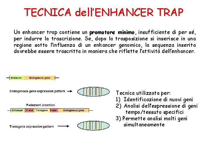 TECNICA dell’ENHANCER TRAP Un enhancer trap contiene un promotore minimo, insufficiente di per sé, TECNICA dell’ENHANCER TRAP Un enhancer trap contiene un promotore minimo, insufficiente di per sé,