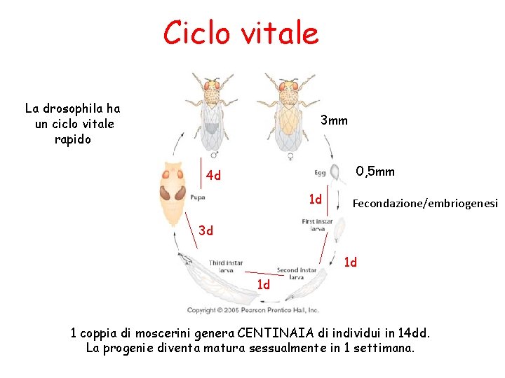 Ciclo vitale La drosophila ha un ciclo vitale rapido 3 mm 0, 5 mm Ciclo vitale La drosophila ha un ciclo vitale rapido 3 mm 0, 5 mm