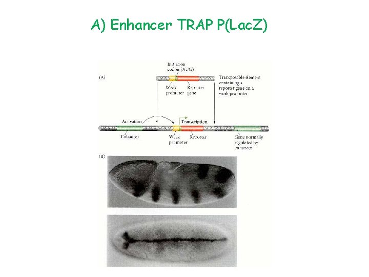 A) Enhancer TRAP P(Lac. Z) A) Enhancer TRAP P(Lac. Z)