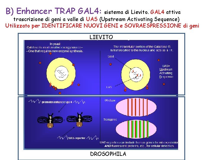 B) Enhancer TRAP GAL 4: sistema di Lievito. GAL 4 attiva trascrizione di geni B) Enhancer TRAP GAL 4: sistema di Lievito. GAL 4 attiva trascrizione di geni