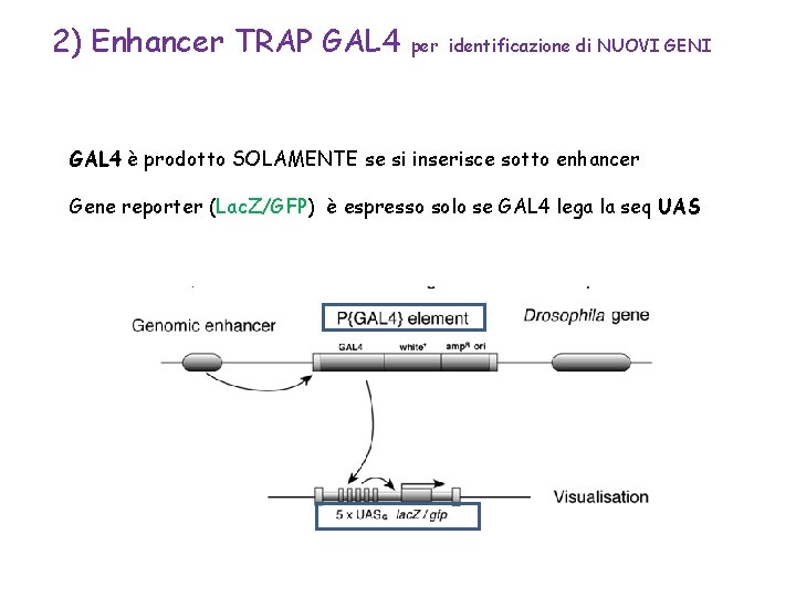 2) Enhancer TRAP GAL 4 per identificazione di NUOVI GENI GAL 4 è prodotto 2) Enhancer TRAP GAL 4 per identificazione di NUOVI GENI GAL 4 è prodotto