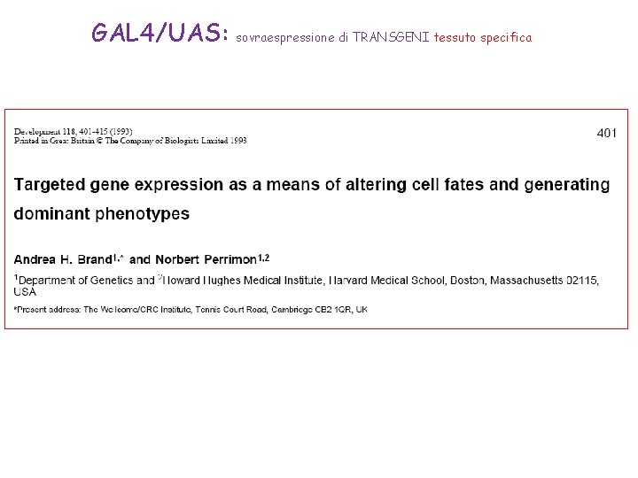 GAL 4/UAS: sovraespressione di TRANSGENI tessuto specifica GAL 4/UAS: sovraespressione di TRANSGENI tessuto specifica