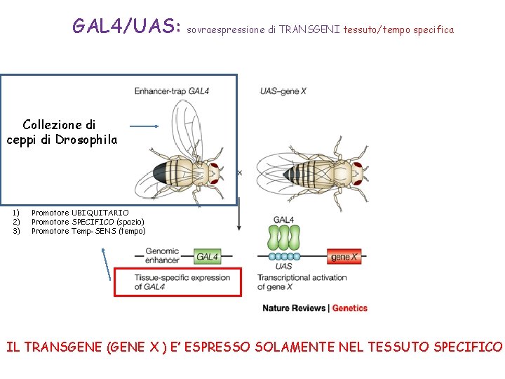 GAL 4/UAS: sovraespressione di TRANSGENI tessuto/tempo specifica Collezione di ceppi di Drosophila 1) 2) GAL 4/UAS: sovraespressione di TRANSGENI tessuto/tempo specifica Collezione di ceppi di Drosophila 1) 2)