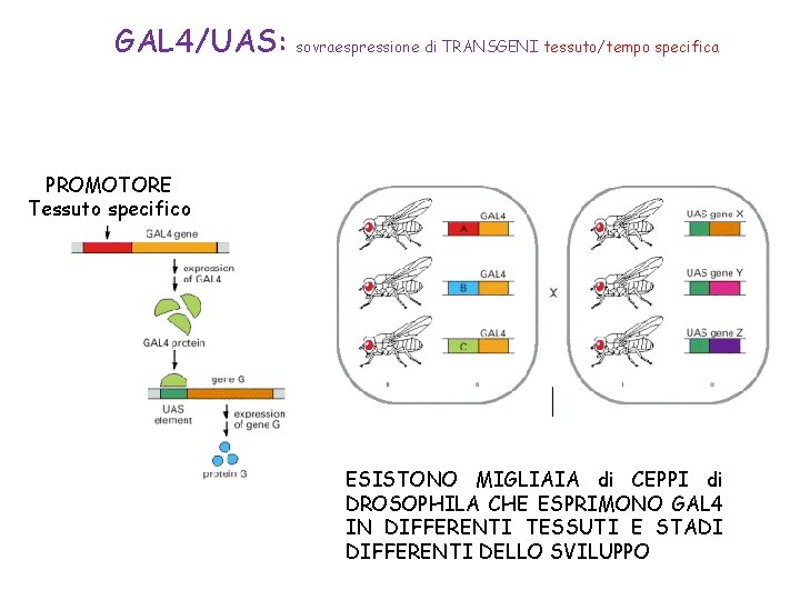 GAL 4/UAS: sovraespressione di TRANSGENI tessuto/tempo specifica PROMOTORE Tessuto specifico ESISTONO MIGLIAIA di CEPPI GAL 4/UAS: sovraespressione di TRANSGENI tessuto/tempo specifica PROMOTORE Tessuto specifico ESISTONO MIGLIAIA di CEPPI