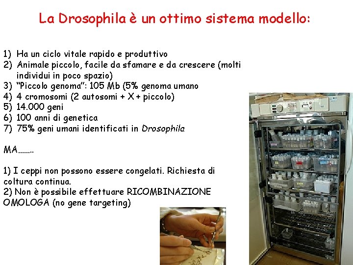 La Drosophila è un ottimo sistema modello: 1) Ha un ciclo vitale rapido e La Drosophila è un ottimo sistema modello: 1) Ha un ciclo vitale rapido e