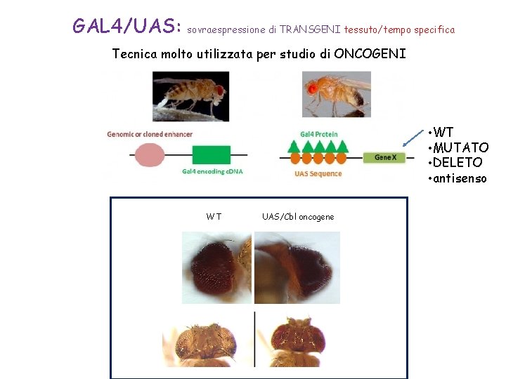 GAL 4/UAS: sovraespressione di TRANSGENI tessuto/tempo specifica Tecnica molto utilizzata per studio di ONCOGENI GAL 4/UAS: sovraespressione di TRANSGENI tessuto/tempo specifica Tecnica molto utilizzata per studio di ONCOGENI