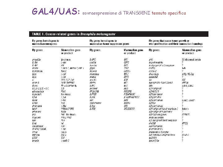 GAL 4/UAS: sovraespressione di TRANSGENI tessuto specifica GAL 4/UAS: sovraespressione di TRANSGENI tessuto specifica