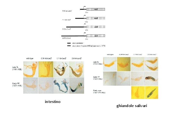 intestino ghiandole salivari intestino ghiandole salivari