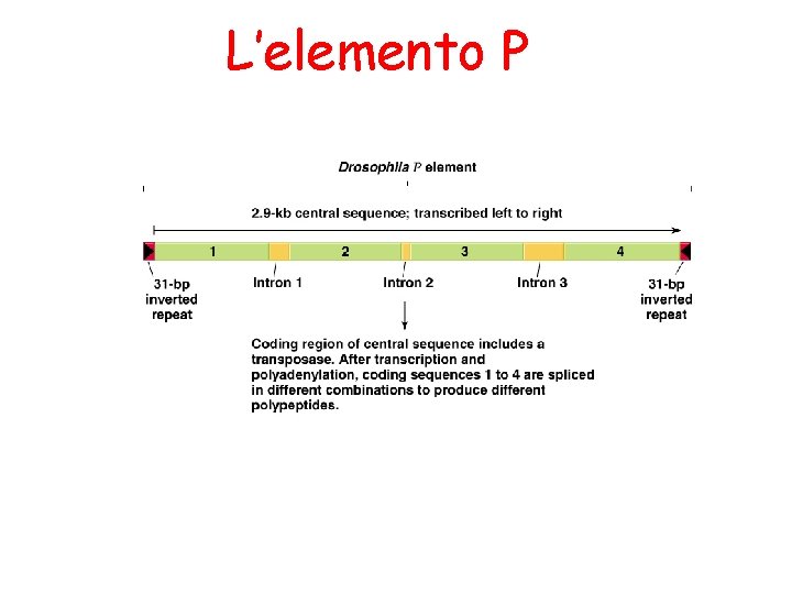 L’elemento P L’elemento P