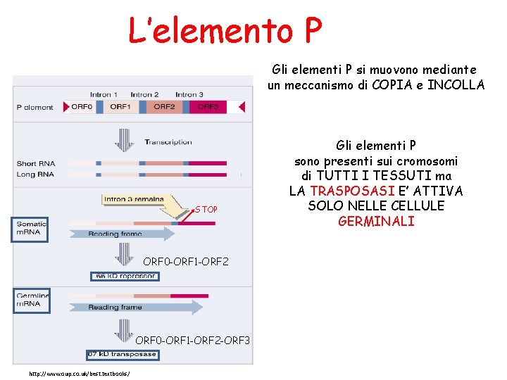 L’elemento P Gli elementi P si muovono mediante un meccanismo di COPIA e INCOLLA L’elemento P Gli elementi P si muovono mediante un meccanismo di COPIA e INCOLLA