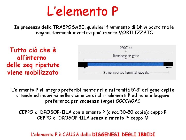 L’elemento P In presenza della TRASPOSASI, qualsiasi frammento di DNA posto tra le regioni L’elemento P In presenza della TRASPOSASI, qualsiasi frammento di DNA posto tra le regioni