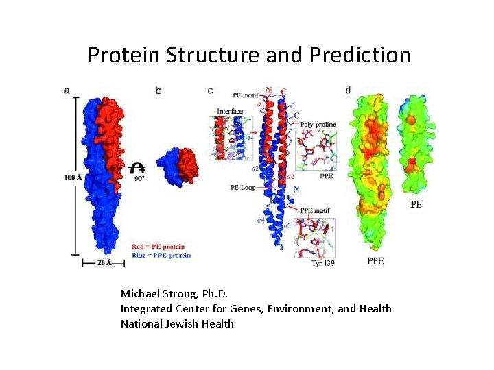 Protein Structure and Prediction Michael Strong, Ph. D. Integrated Center for Genes, Environment, and