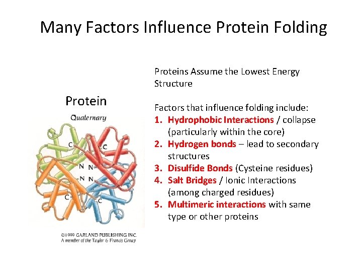 Many Factors Influence Protein Folding Proteins Assume the Lowest Energy Structure Protein Factors that