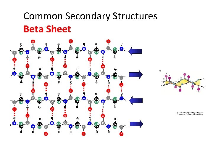 Common Secondary Structures Beta Sheet 