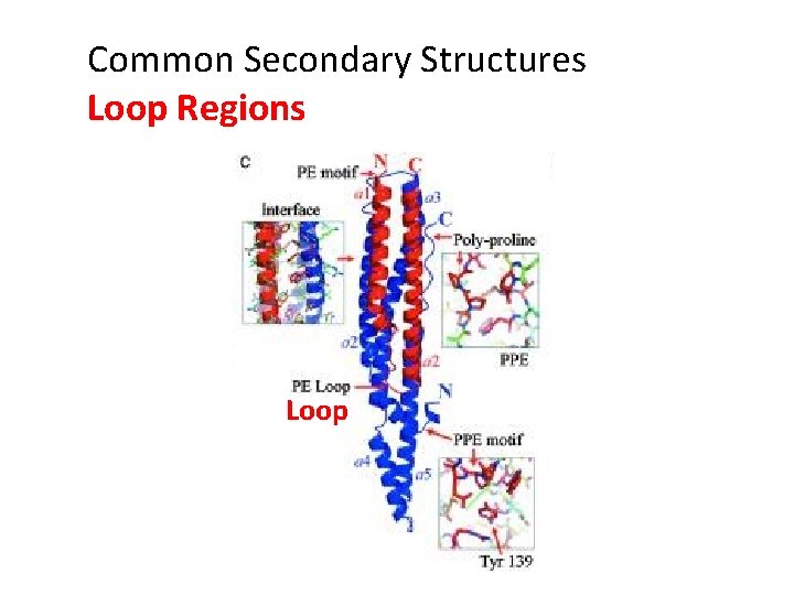 Common Secondary Structures Loop Regions Loop 