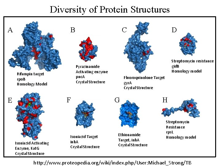 Diversity of Protein Structures A B C F E Isoniazid Activating Enzyme, Kat. G