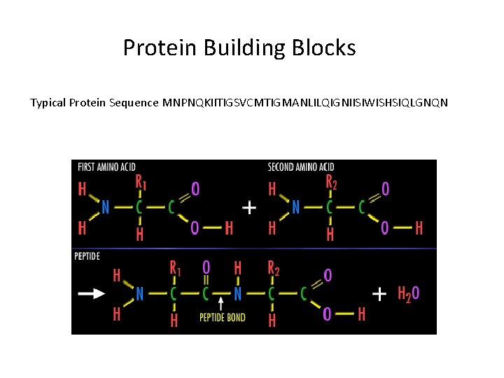 Protein Building Blocks Typical Protein Sequence MNPNQKIITIGSVCMTIGMANLILQIGNIISIWISHSIQLGNQN 