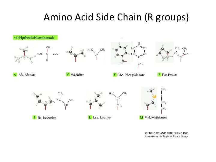 Amino Acid Side Chain (R groups) 