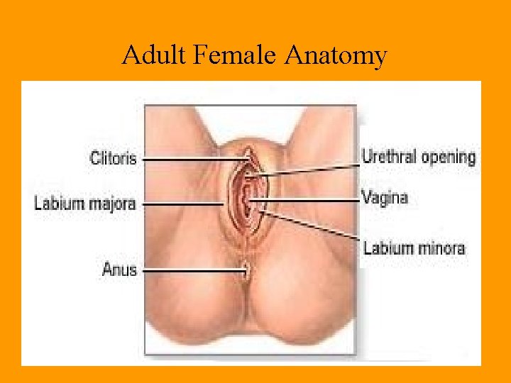 Adult Female Anatomy Adult Female Anatomy