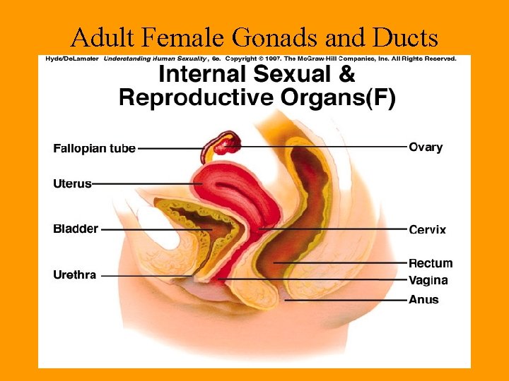 Adult Female Gonads and Ducts Adult Female Gonads and Ducts