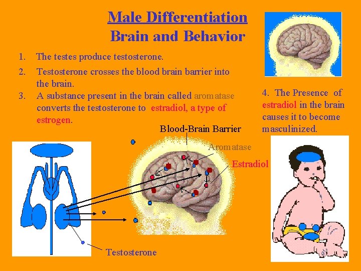 Male Differentiation Brain and Behavior 1. The testes produce testosterone. 2. Testosterone crosses the Male Differentiation Brain and Behavior 1. The testes produce testosterone. 2. Testosterone crosses the