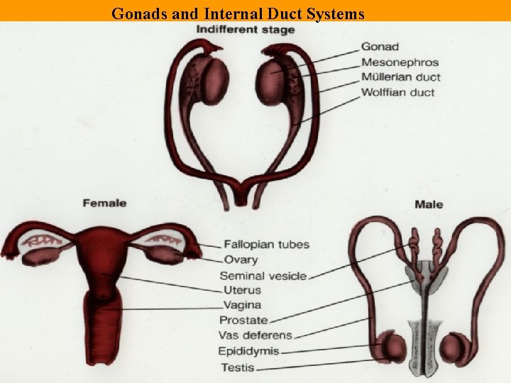 Gonads and Internal Duct Systems Gonads and Internal Duct Systems