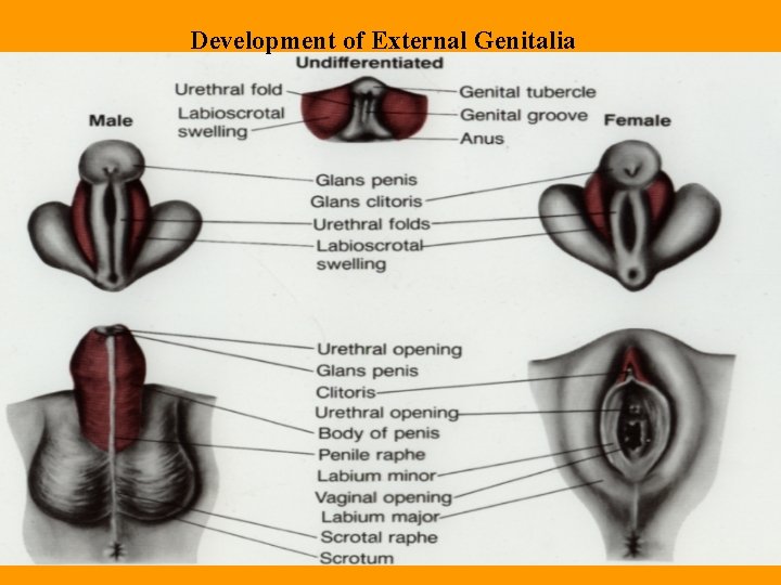Development of External Genitalia Development of External Genitalia