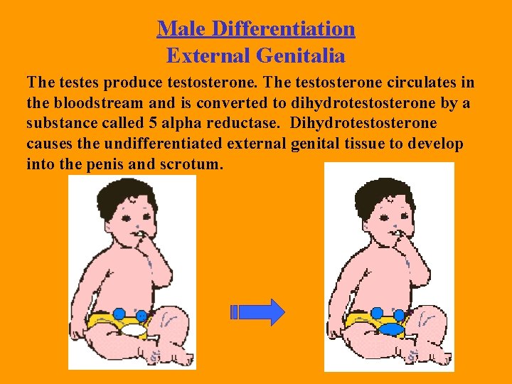 Male Differentiation External Genitalia The testes produce testosterone. The testosterone circulates in the bloodstream Male Differentiation External Genitalia The testes produce testosterone. The testosterone circulates in the bloodstream